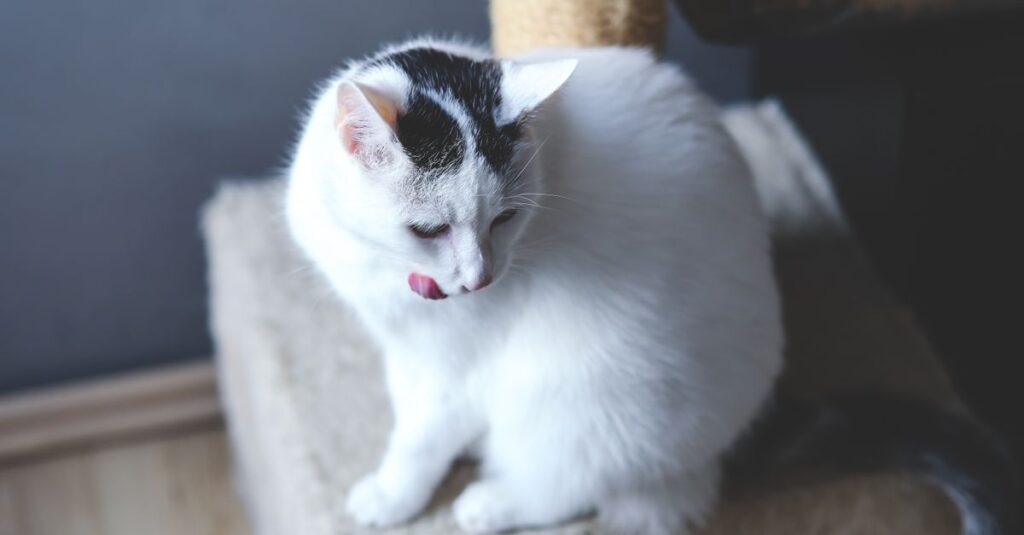 Como fazer o gato parar de arranhar o sofa