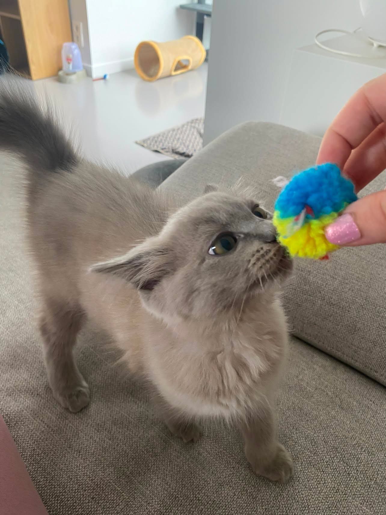 Filhote de Ragdoll pegando bolinha de la colorida