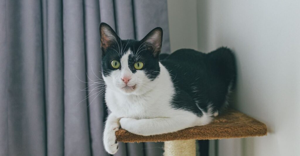 Arranhador vertical ou horizontal: qual o gato usa mais