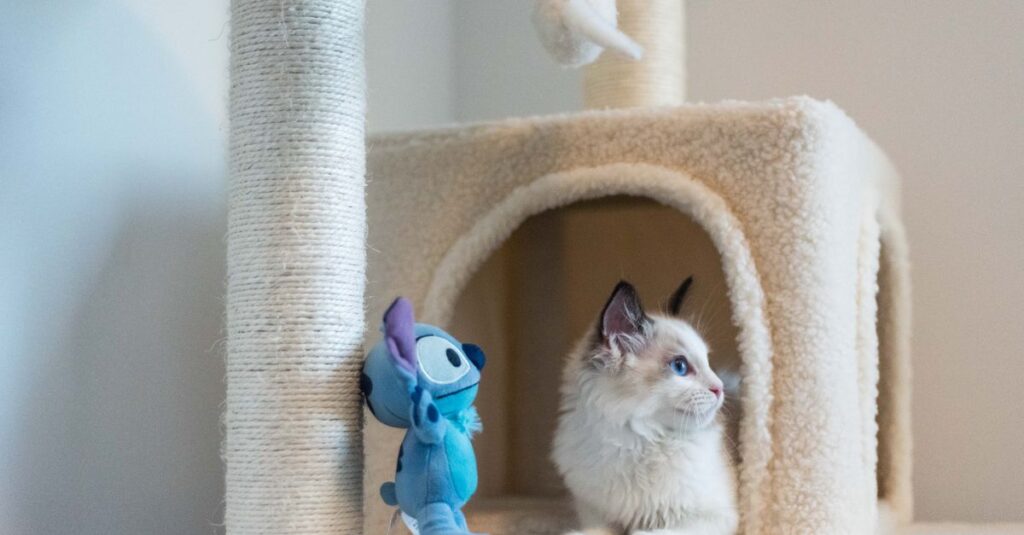 Melhores arvores para gatos em 2026 (comparadas)
