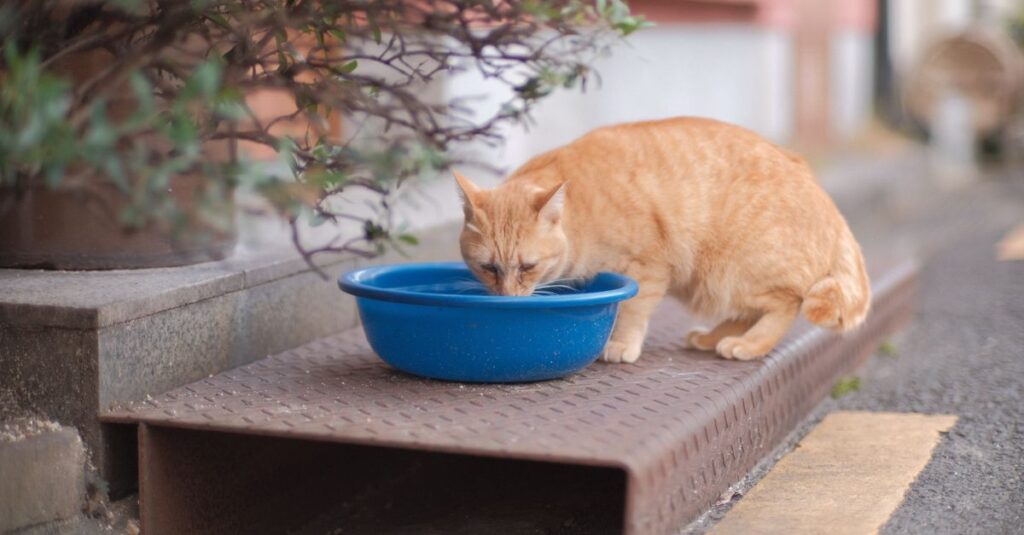 Como Fazer Seu Gato Beber Mais Água: O Guia Definitivo