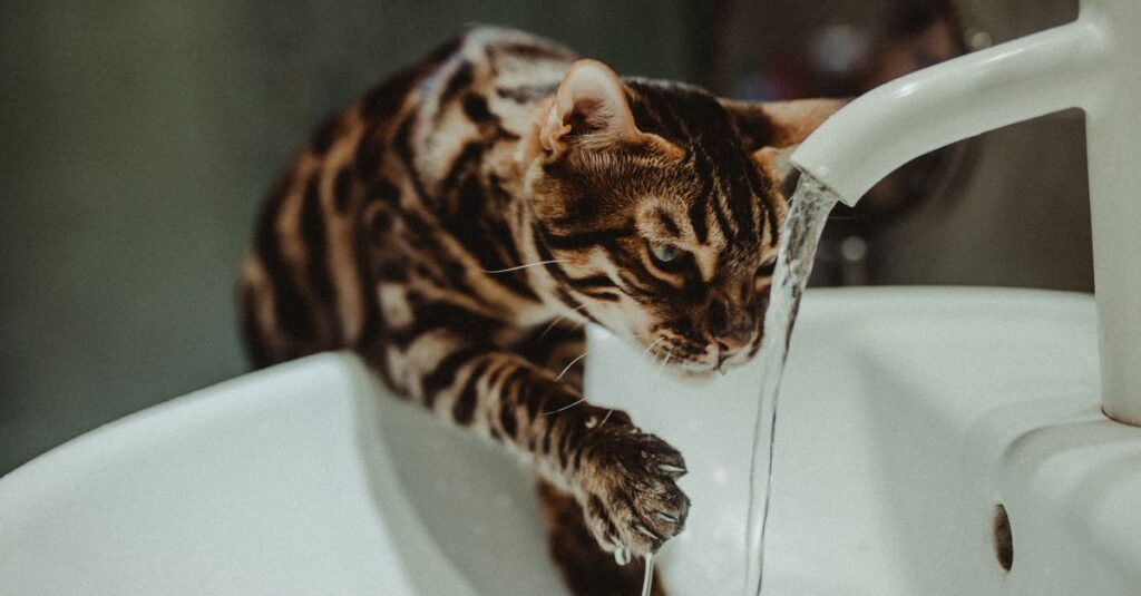 7 Melhores Fontes de Água para Gatos em 2026 (Comparadas)