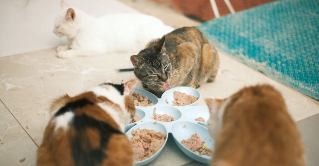 Melhores comedouros automaticos para gatos em 2026