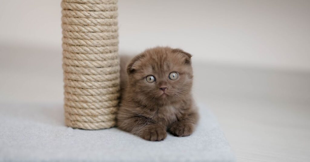 Arvore para gatos: como escolher a ideal