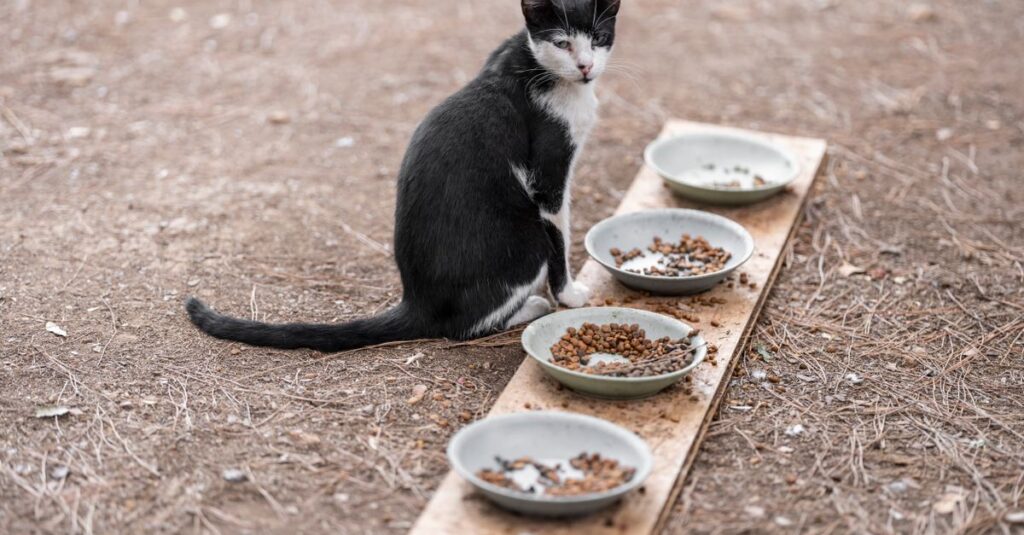 Gato que come rápido demais e vomita: o que fazer