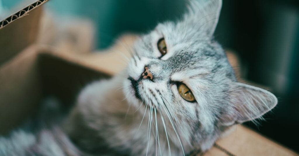 Como acabar com o cheiro de xixi de gato