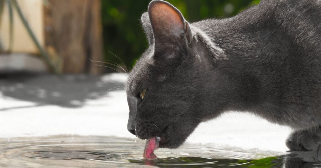 Review: Fonte de Água Silenciosa para Gatos Vale a Pena?