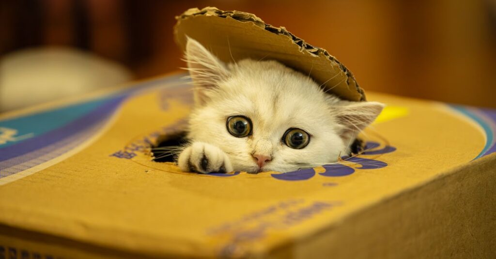 Gato fazendo xixi fora da caixa: por que e como resolver