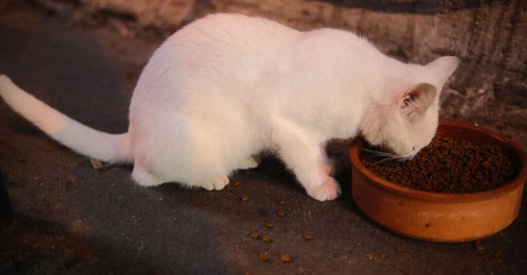 Comida úmida ou ração seca: qual é melhor para o gato?