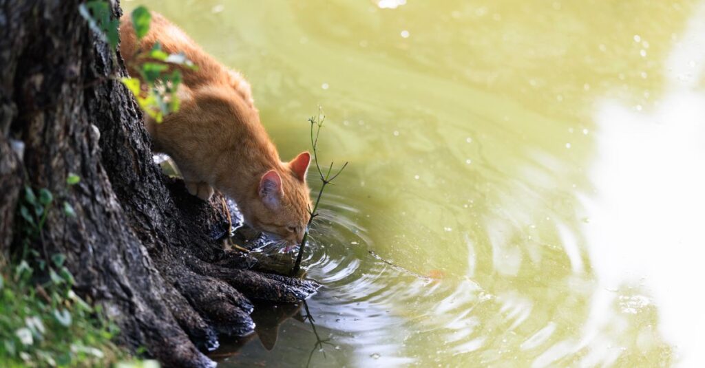 Fonte de Água ou Bebedouro Comum: Qual Seu Gato Prefere?