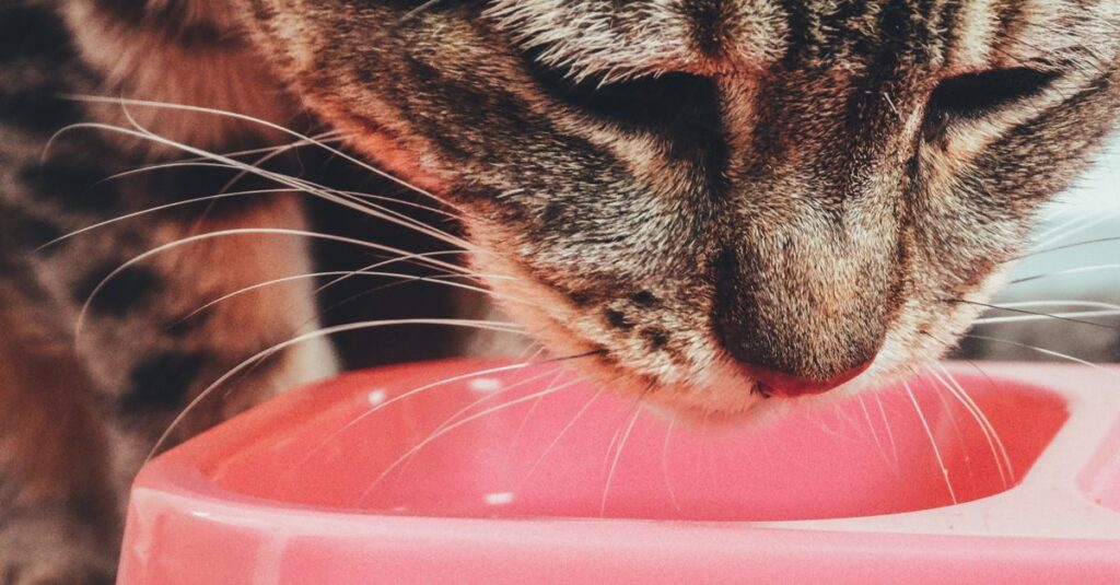 Quanto de ração dar para o gato por dia?