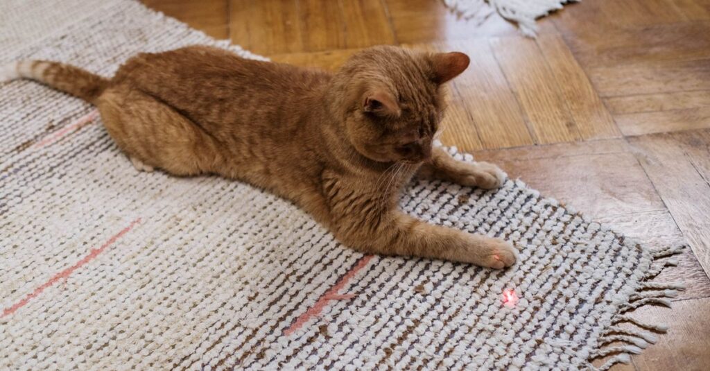 Gato perseguindo ponto de laser no tapete