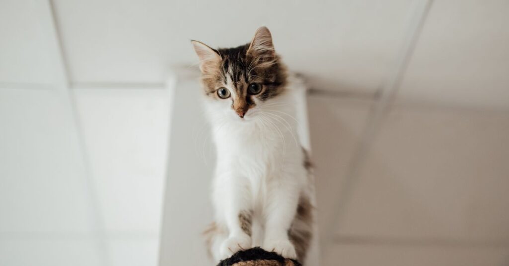 Por que o gato arranha tudo (e o que fazer)