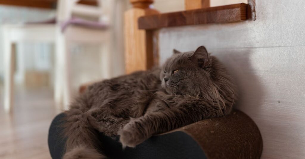 Gato deitado com cara de tédio