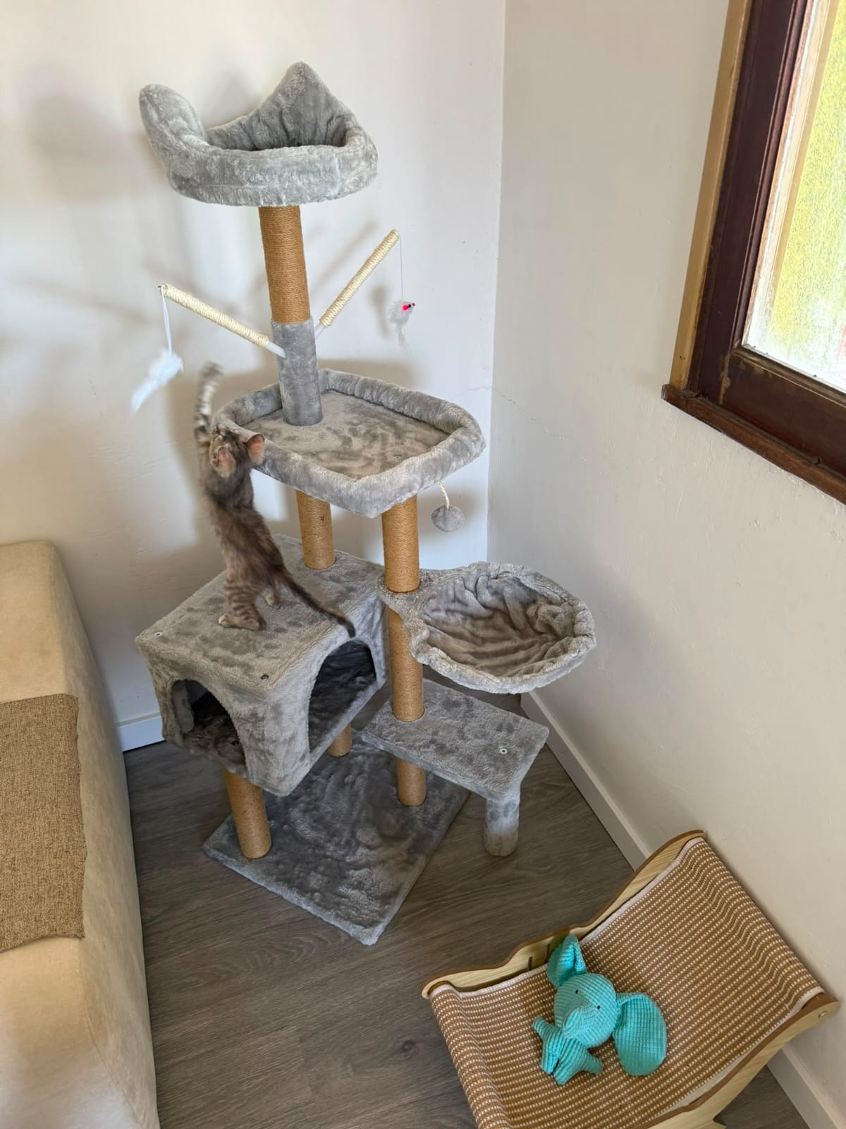 Gato explorando um arranhador em casa