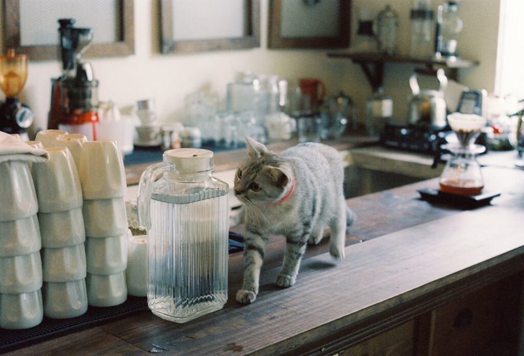 Gato caminhando sobre o balcão da cozinha entre vidros