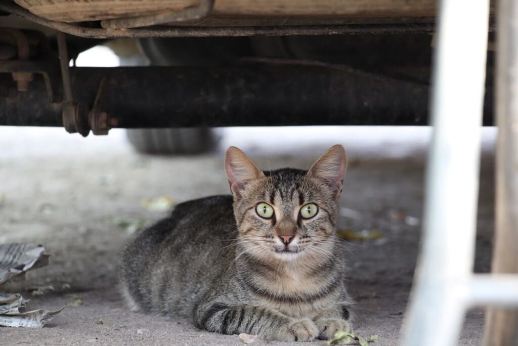 Gato deitado embaixo de um carro estacionado na rua