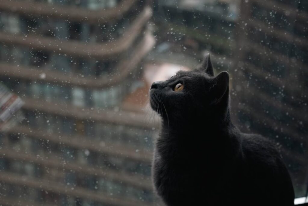 Gato olhando pela janela de um apartamento alto