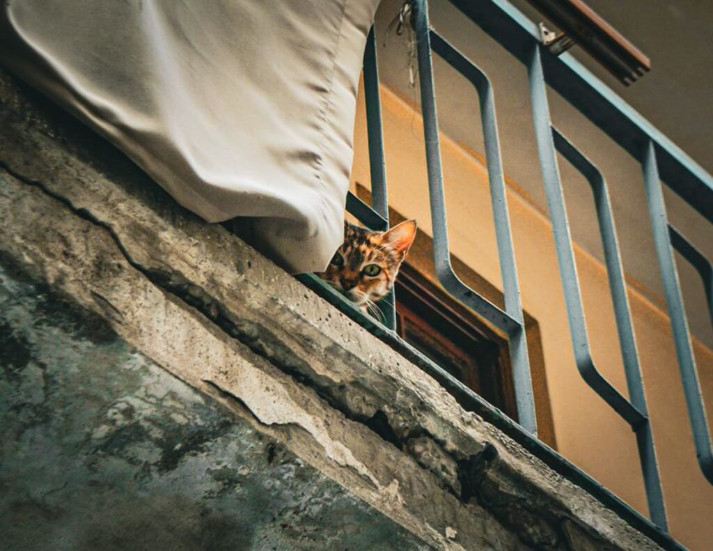 Gato olhando para fora entre as barras de uma sacada
