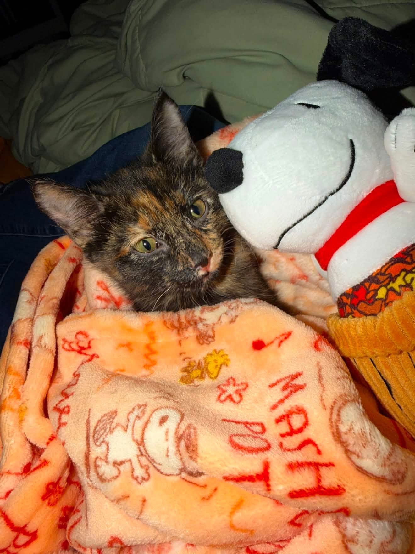 Eerie wrapped in an orange blanket