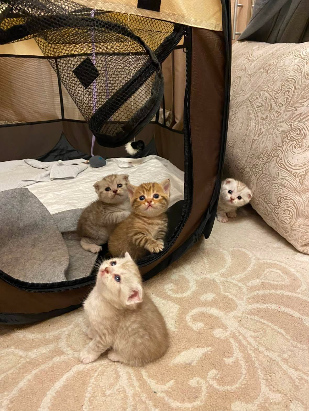 One-month-old kittens exploring outside the playpen