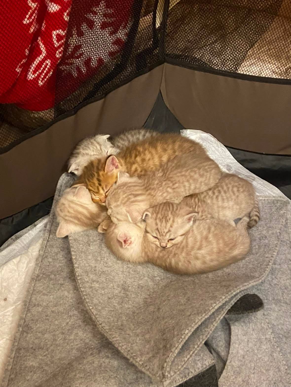 Six kittens sleeping piled up inside the mesh playpen