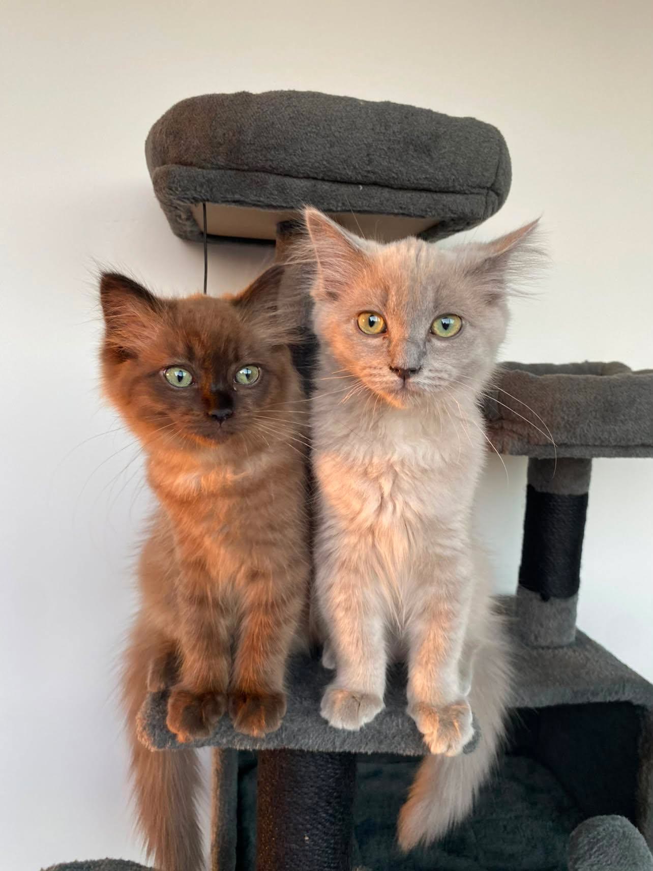 Loua e Jinu, dois Ragdolls, sentados no arranhador