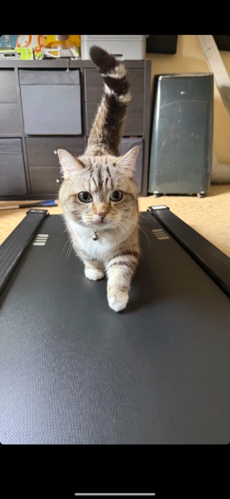 Louie, gato
