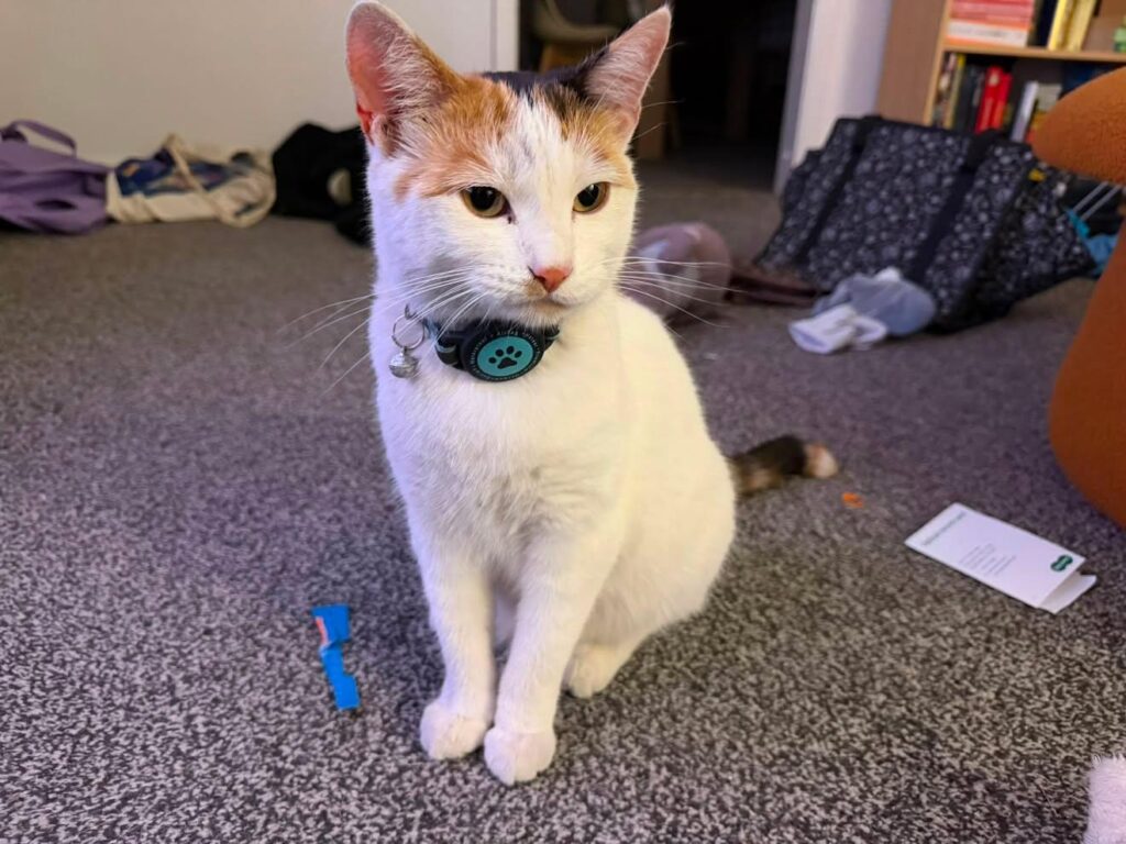 Luna, a calico and white cat