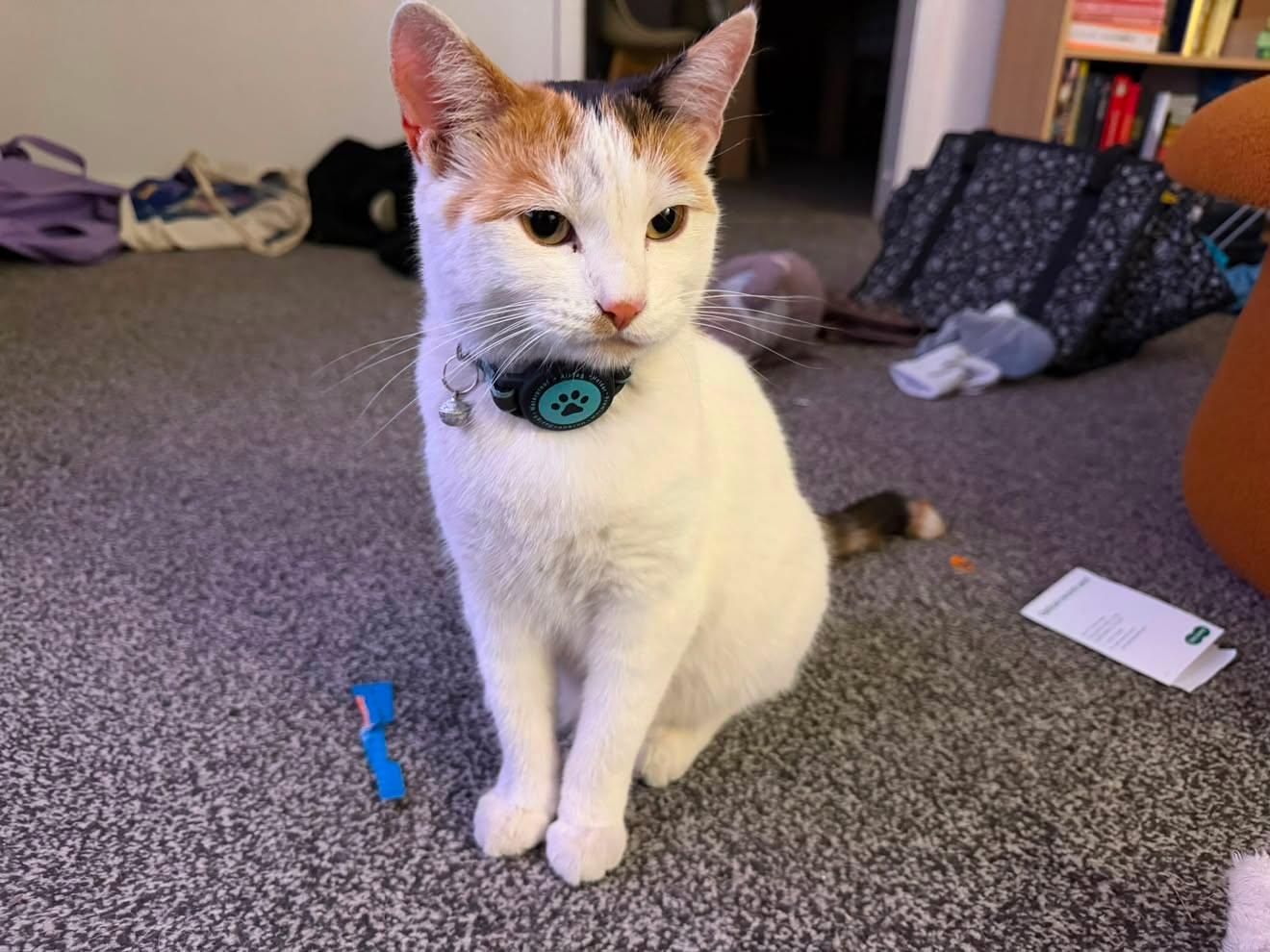 Luna, a white and calico cat, wearing a collar