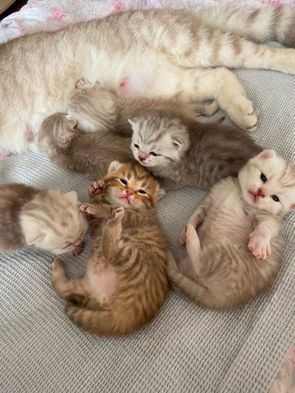 Tasya nursing six newborn kittens