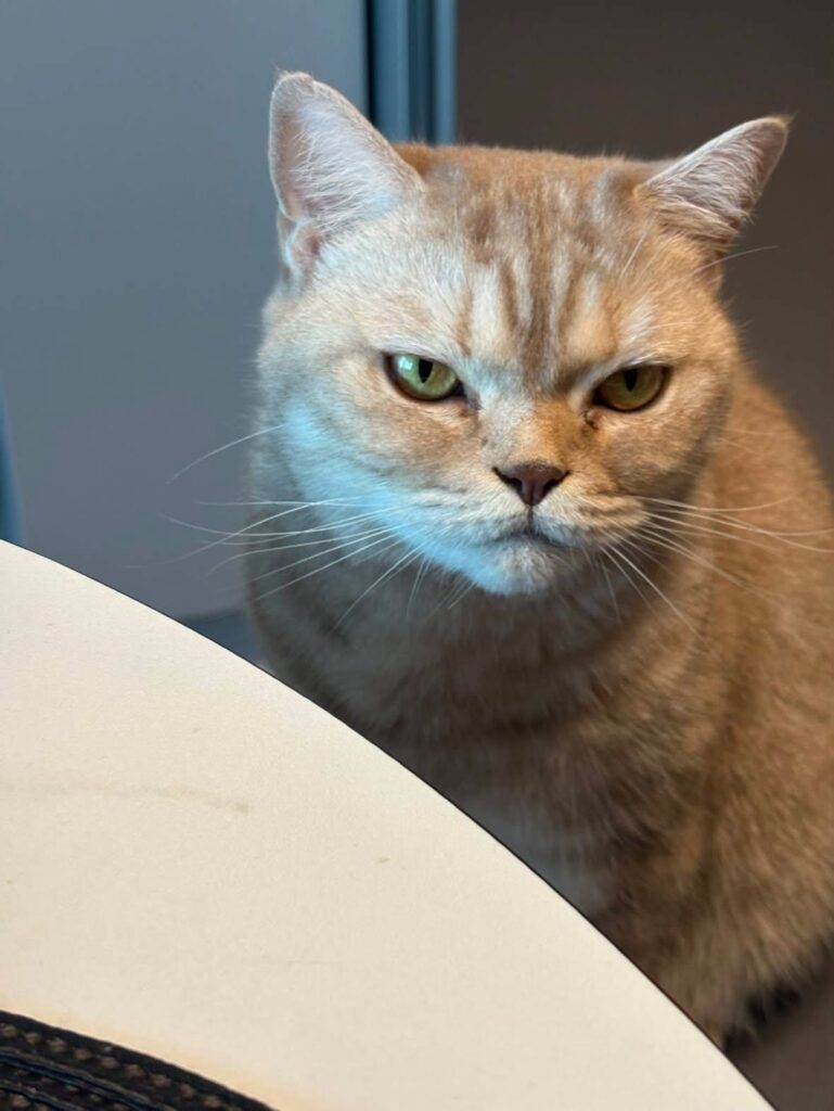 Tasya, gata creme de cara amarrada, olhando da beira da mesa