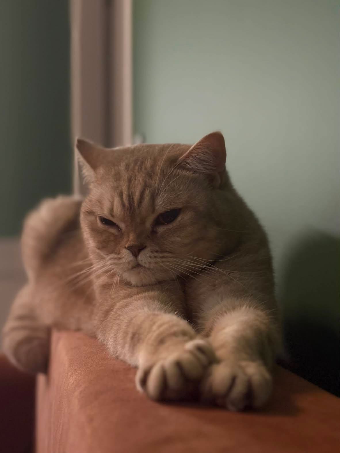Tasya lying on the arm of the sofa, looking unimpressed
