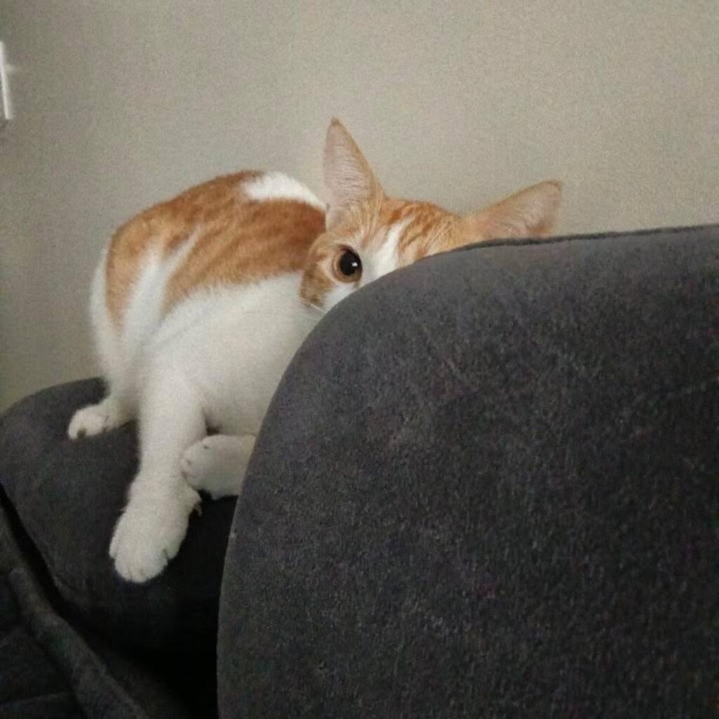 Vanilla, gato laranja
