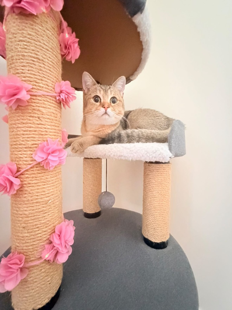 Gato tigrado dourado no topo de uma torre arranhador decorada com flores cor-de-rosa