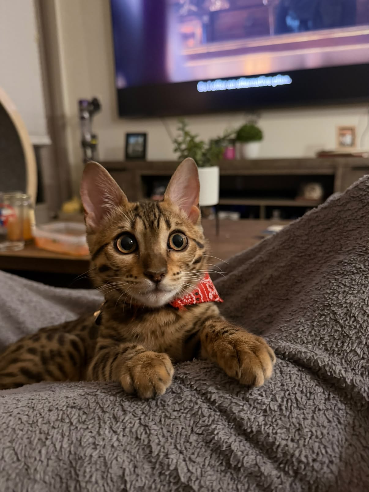 Ella observando a sala de estar com atenção