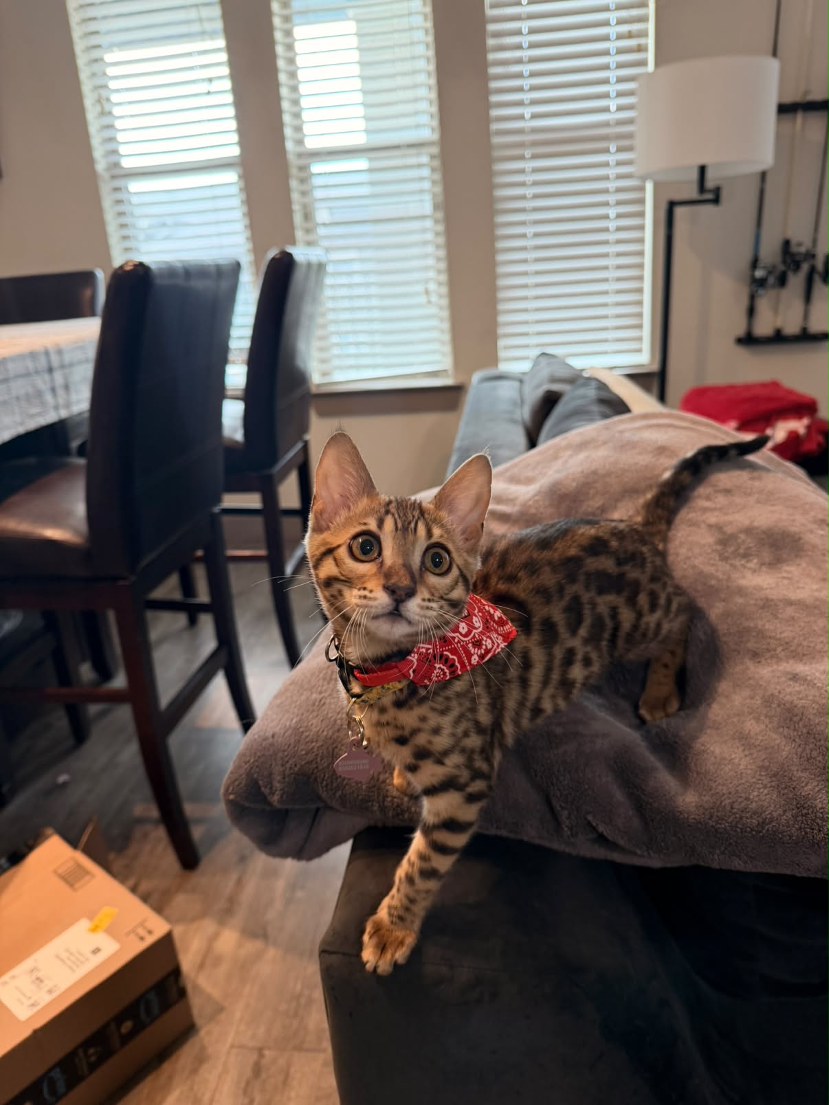 Ella a gata Bengal do Texas em pé atenta na cadeira com bandana vermelha