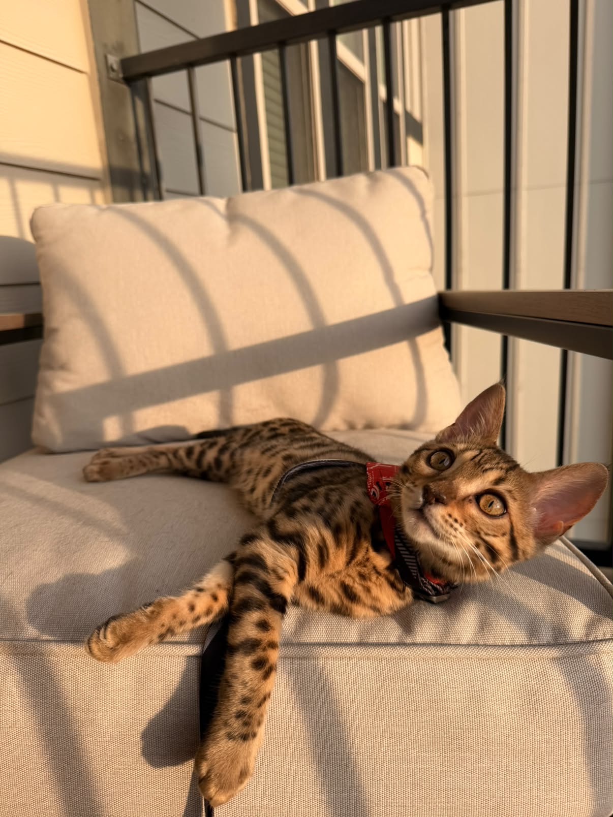 Ella relaxando na luz do sol da tarde em uma cadeira na varanda