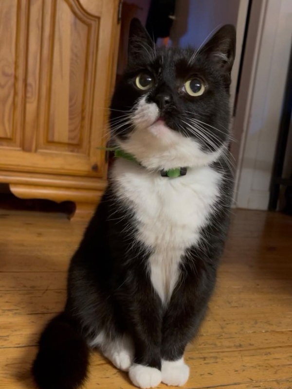 Freya a gata tuxedo preta e branca sentada pacientemente no chão de madeira com coleira verde e olhar dócil