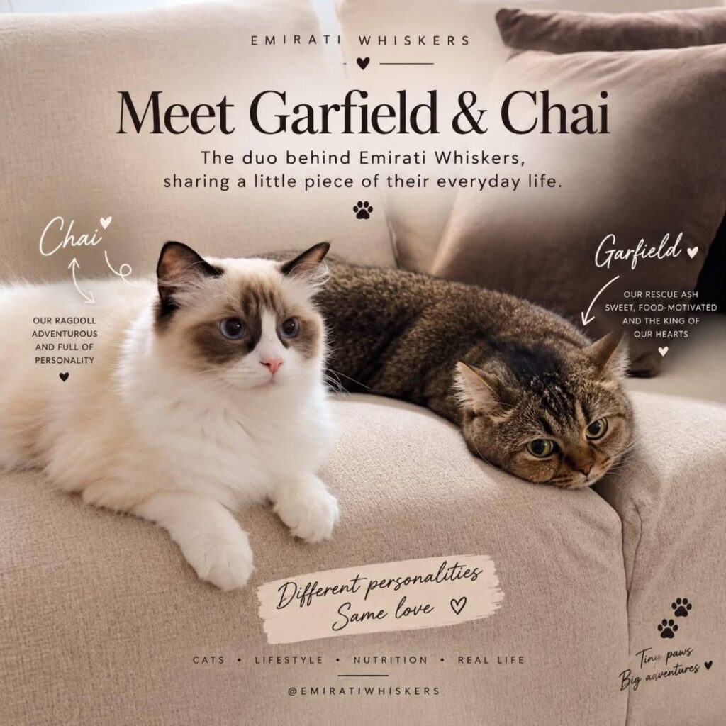 Garfield e Chai descansando juntos em um sofá em uma arte do perfil Emirati Whiskers