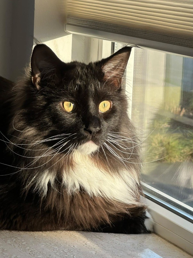 Koen o Maine Coon sentado majestoso na janela aproveitando o raio de sol da tarde