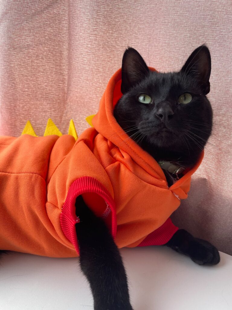 Owie o gato preto relaxando com fantasia de dinossauro laranja