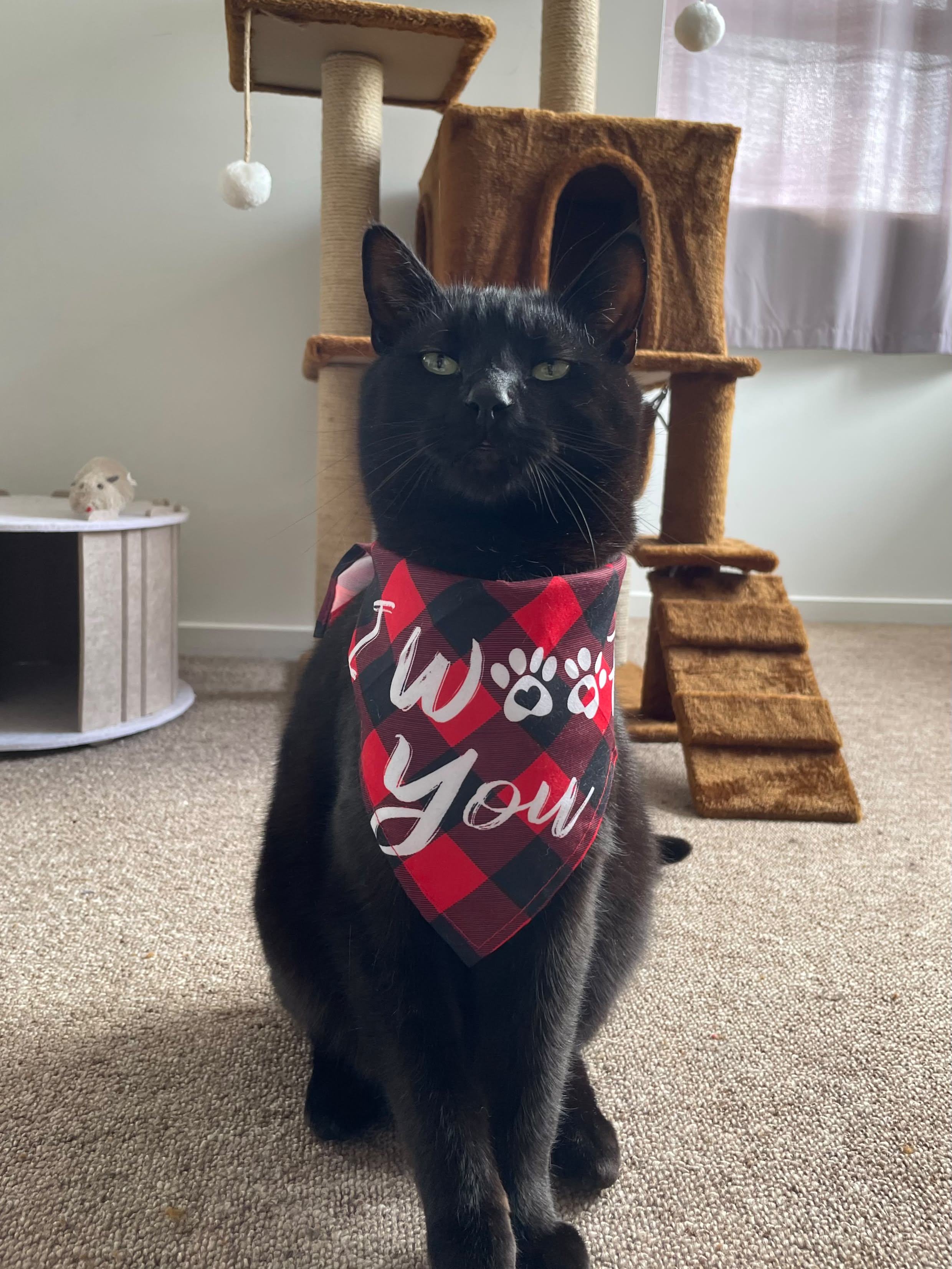 Owie o gato preto sentado imponente em frente ao seu arranhador com bandana xadrez