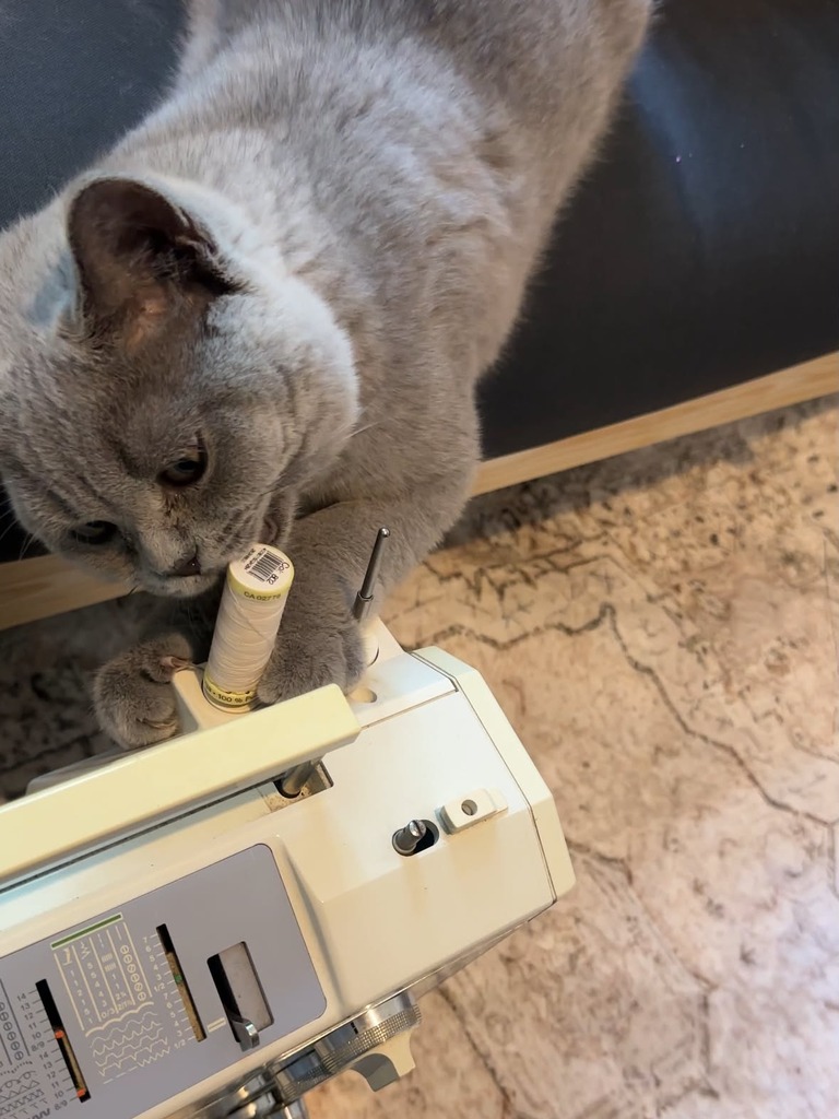 Visão superior do filhote British Shorthair azul Māo segurando e mordendo um carretel de linha branca
