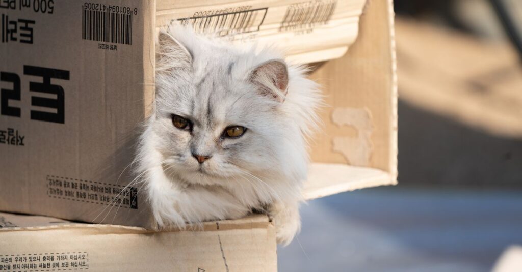 How to get rid of cat litter smell