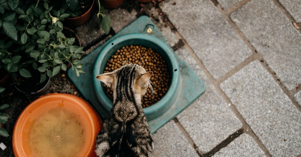 Are automatic cat feeders worth it?