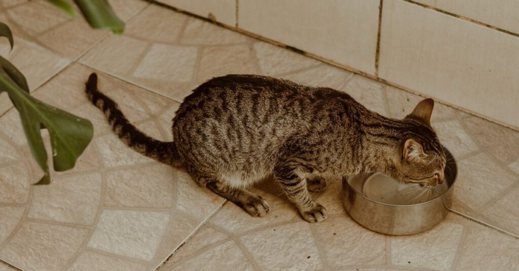 How to Get Your Cat to Drink More Water: The Complete Guide