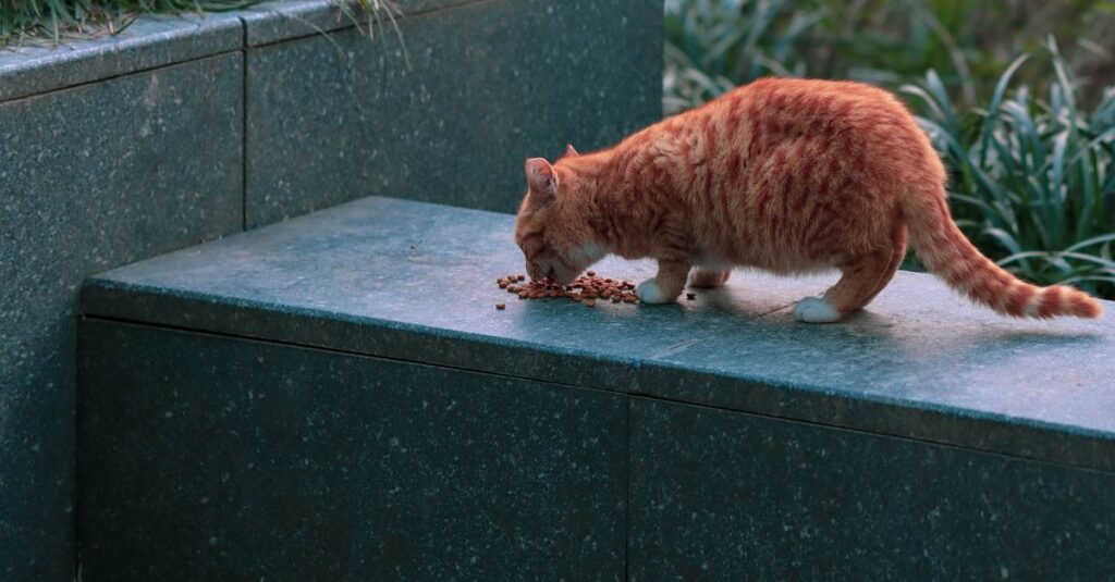 Cat eats too fast and throws up: what to do