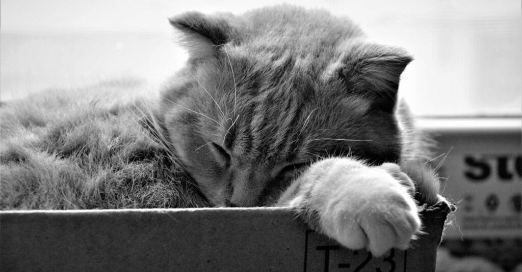 Cat peeing outside the litter box: why and how to fix it