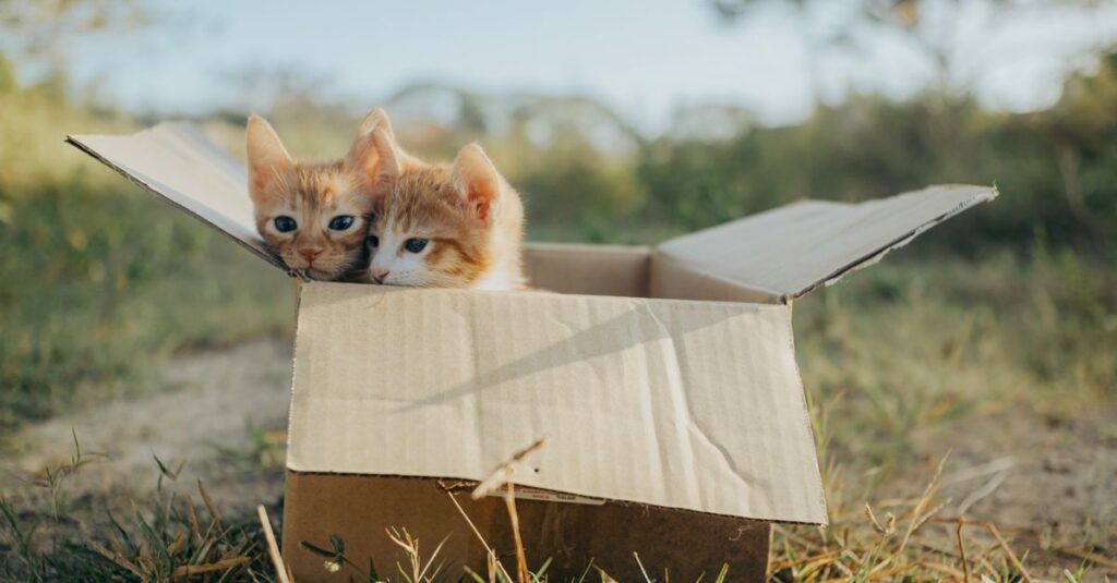How often should you clean a litter box?
